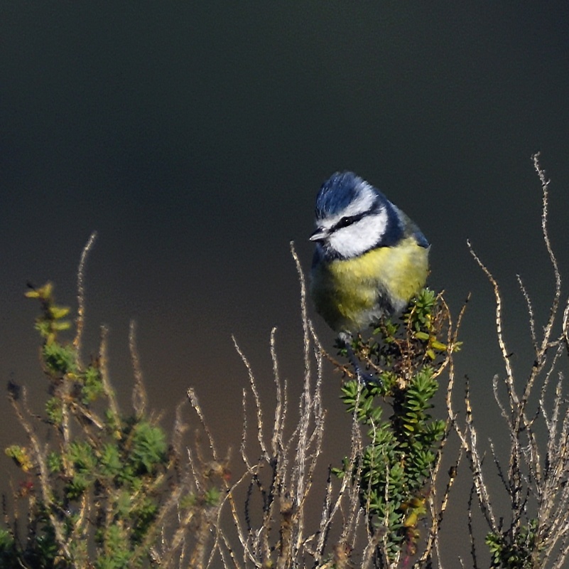 Mésange Bleue